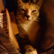 Huskat Tiny. RIP. (Trines.)