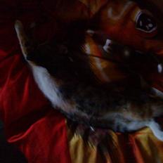 Huskat Tiny. RIP. (Trines.)