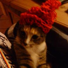 Huskat Tiny. RIP. (Trines.)