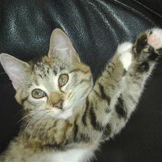 Huskat Lille mis *død*