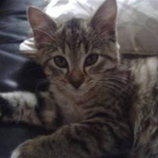 Huskat Lille mis *død*