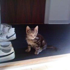 Blanding af racer Eigil