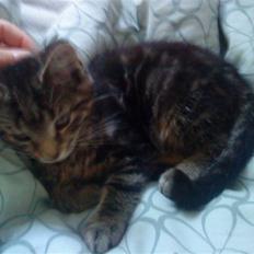 Blanding af racer Eigil