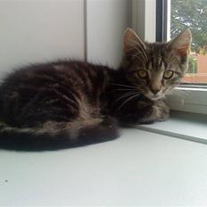 Blanding af racer Eigil