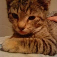 Blanding af racer Bella