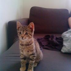 Blanding af racer Bella