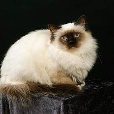 Hellig Birma DK.CHACOMI'S VICTORIA.