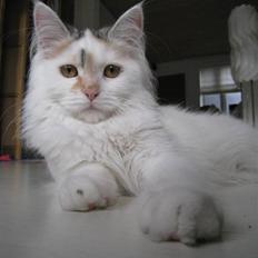 Blanding af racer Mitte