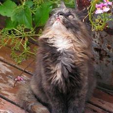 Blanding af racer camille(nu min mors)