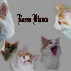 Norsk Skovkat iver R.i.P