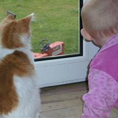 Norsk Skovkat iver R.i.P