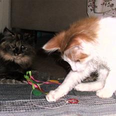 Norsk Skovkat iver R.i.P