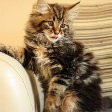 Blanding af racer Luffe