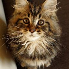 Blanding af racer Luffe