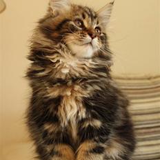 Blanding af racer Luffe