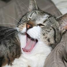 Blanding af racer Pjuske | Pjuller