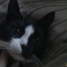 Blanding af racer Spotty