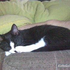 Blanding af racer Spotty