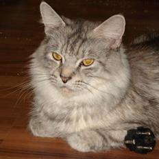 Maine Coon Josefine