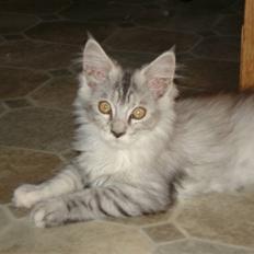 Maine Coon Josefine