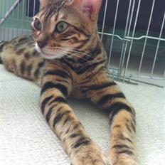 Bengal Wild-Diamond Light 