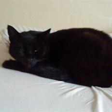 Huskat Mille <3 R.I.P