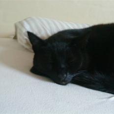 Huskat Mille <3 R.I.P