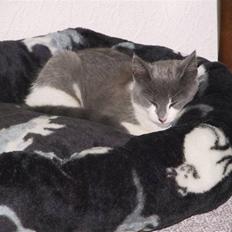 Blanding af racer Kisser