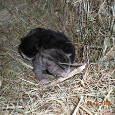 Blanding af racer loui