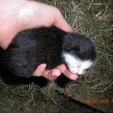 Blanding af racer kitty