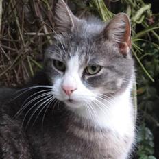 Blanding af racer Bombay "modelkat"