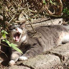 Blanding af racer Bombay "modelkat"