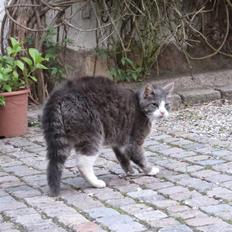 Blanding af racer Bombay "modelkat"