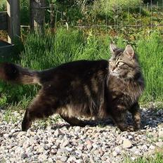 Blanding af racer Kissemat