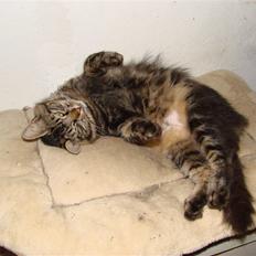 Blanding af racer Kissemat