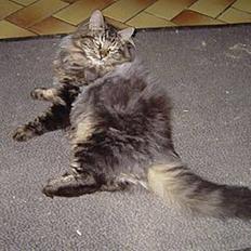 Blanding af racer Kissemat