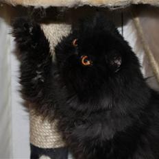 Perser Herlovinias Cornelia Baze