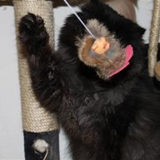 Perser Herlovinias Cornelia Baze