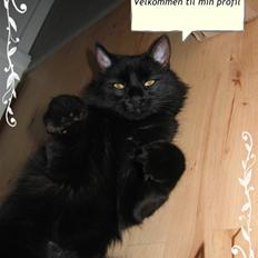 Blanding af racer Gajol