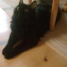 Blanding af racer Gajol