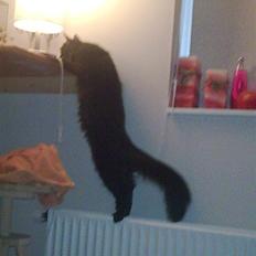 Blanding af racer Gajol