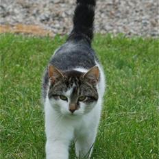 Blanding af racer Tiger †RIP†