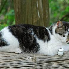 Blanding af racer Tiger †RIP†