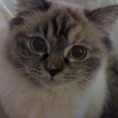 Blanding af racer Emma - Vores Himmelkat..