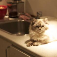 Blanding af racer Emma - Vores Himmelkat..