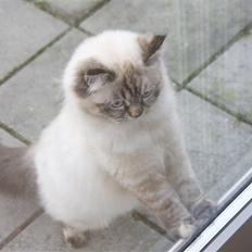 Blanding af racer Emma - Vores Himmelkat..