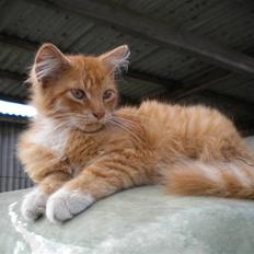 Blanding af racer FORSVUNNET  Rødhætte