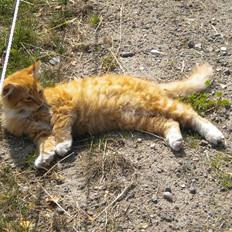 Blanding af racer FORSVUNNET  Rødhætte