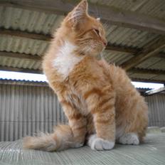 Blanding af racer FORSVUNNET  Rødhætte