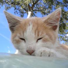 Blanding af racer prins benjamin